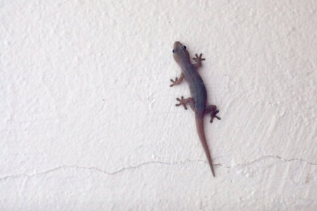 The common house gecko (Hemidactylus frenatus) is a native of Southeast Asia. It is also known as the Pacific house gecko, the Asian house gecko, house lizard, or Moon Lizard.の写真素材