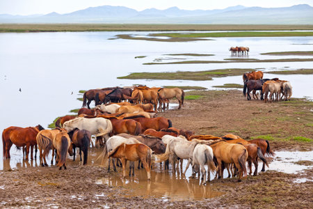 Herd of Mongolian horses roaming in the steppes near a lake.の写真素材