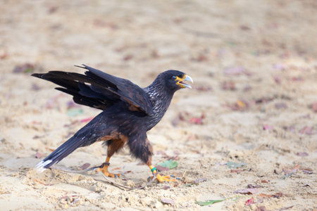 The striated caracara (Phalcoboenus australis) is a bird of prey of the family Falconidae. In the Falkland Islands, it is known as the Johnny rook, probably named after the Johnny penguin (gentoo penguin), one of its preysの写真素材