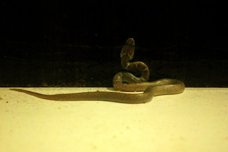 Lycodon aulicus, commonly known as the Indian wolf snake, is a species of nonvenomous snake found in...