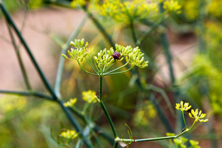 Close-up on a minstrel bug on the top of dill flowers.