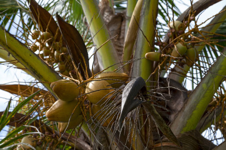Coconut at three different stages of their growth.