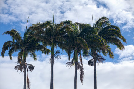 Group of palm trees with the clouds behind them.の写真素材