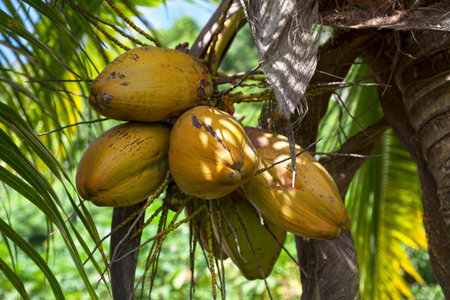 Close-up on a bunch on coconuts atop of a palm tree.