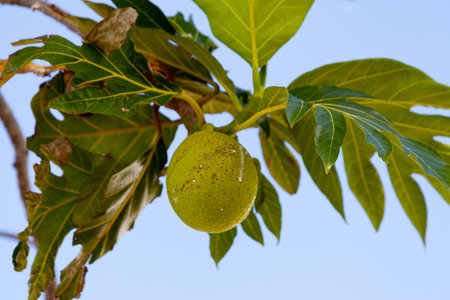 Close-up on a Breadfruit hanging from a tree.