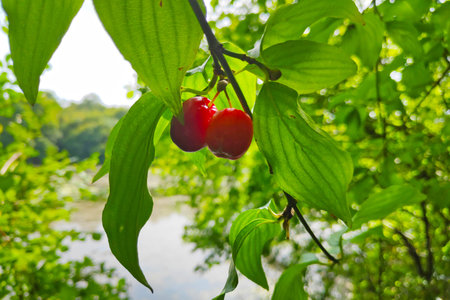 Close-up on Cornelian cherries growing in the wild.の写真素材