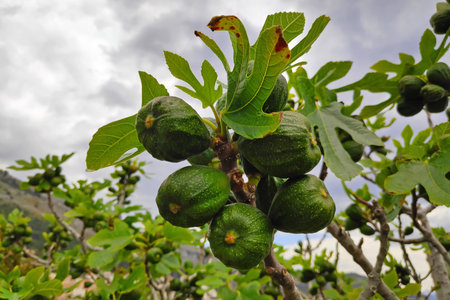 Ficus carica is an Asian species of flowering plant in the mulberry family, known as the common fig...