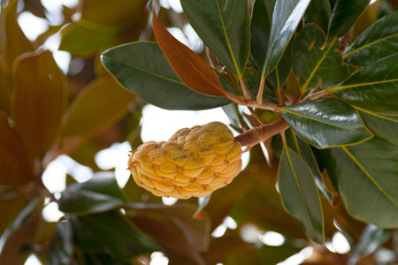 Fruit of the Magnolia, a large genus of about 210 flowering plant species in the subfamily Magnolioideae of the family Magnoliaceae.の写真素材