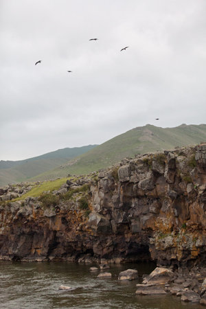 Black Kites flying over the Orkhon river to spot prey to catch.