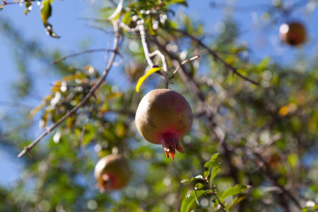 Close-up on a Pomegranate tree with fruits.の写真素材