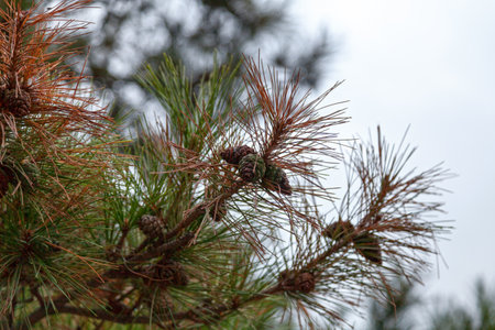 Close-up on the pinecones of a Pinus tabulaeformis Carr, also called Chinese red pine, Manchurian red pine, or Southern Chinese pine.の写真素材