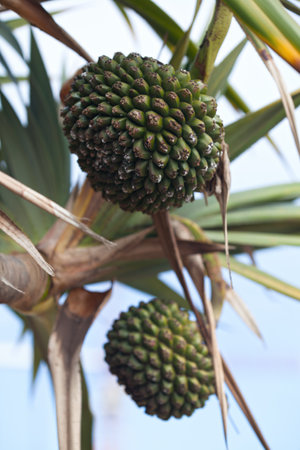 Common screwpine (Pandanus utilis) is, despite its name, a monocot, not a pine.の写真素材