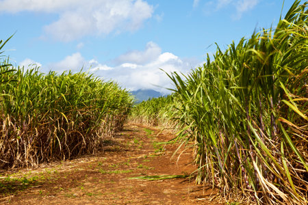 Field of sugar cane in Sainte-Suzanne with a mountain peak covered with cloud in the background.の写真素材