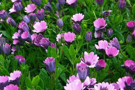 Close-up on a group of purple daisies.
