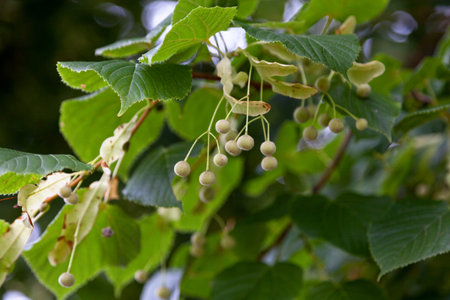 Tilia fruits still hanging from the tree.