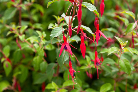 Fuchsia is a genus of flowering plants that consists mostly of shrubs or small trees.