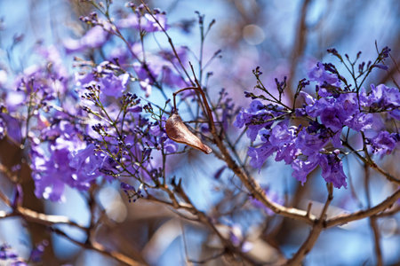 Close-up on the purple flowers of a Jacaranda tree and a pod.