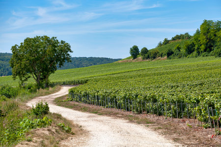 Dirt path passing through the vineyards in Chateau-Thierry, a town in the Champagne wine region.の写真素材