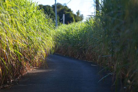 Narrow tarred road passing through a field of sugar caneの写真素材
