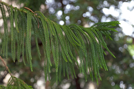 Araucaria cunninghamii is a species of Araucaria known as hoop pine. Other less commonly used names...