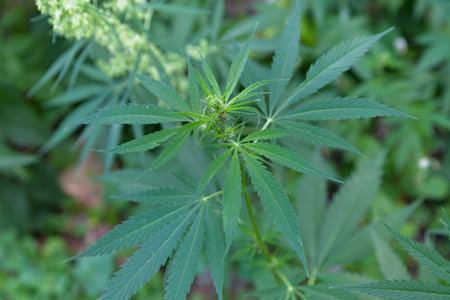 Close-up on a Cannabis ruderalis plant.