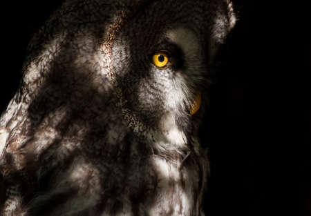 great grey owl in the nightの写真素材