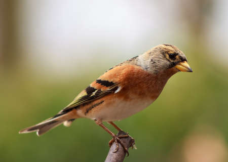 bramblingの写真素材