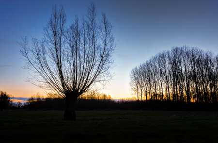 willow at sunrineの写真素材