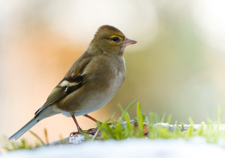 Chaffinch in the snowの写真素材