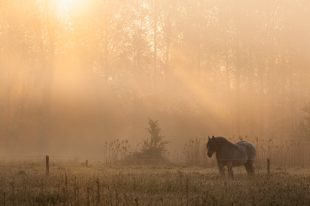 Silhouette of a farm horse in foggy field during sunrise. Photograph was taken in Dendermonde, Flanders, Belgium.の写真素材