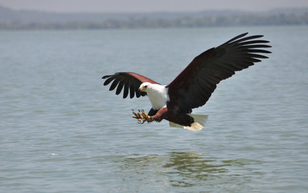 Fish Eagle catching a fish