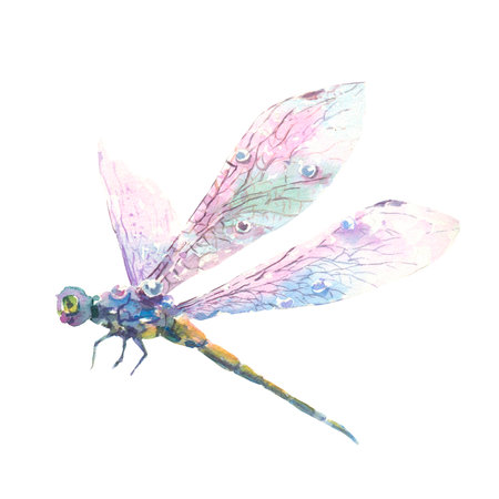 Hand drawn watercolor illustration of purple dragonfly isolated on white background.の写真素材