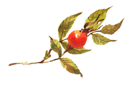 A branch of Dog rose, Briar with red berries and green leaves.の写真素材