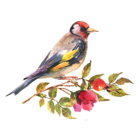 Watercolor illustration goldfinch bird with brunch dog rose, isolate on white background.の写真素材