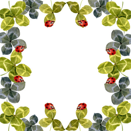 Watercolor illustration with many large four leaf clovers isolated on white background. Plant composition with place for text. Square banner for social media posting.の写真素材