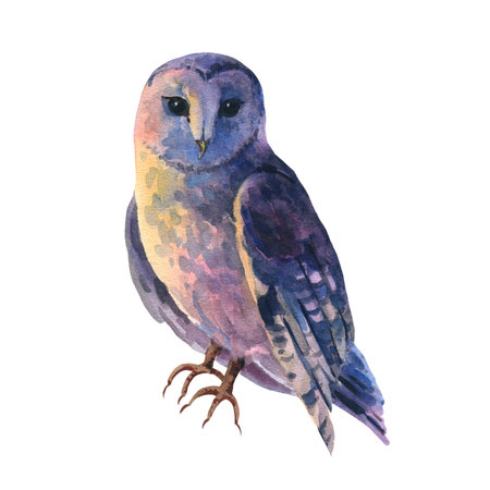 Watercolor barn owl on white background. Realistic hand drawn wildlife bird. Forest wild avian nature elementの写真素材