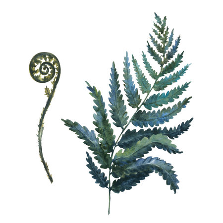 Fern painted with watercolors on white background. Dark green forest plants branch. Forest herb.の写真素材