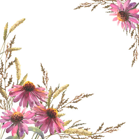Template for invitations, postcards. Composition of watercolor echinacea flowers and field herbs, with empty space for textの写真素材