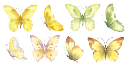 Set of watercolor butterflies, yellow and green color, isolate on white backgroundの写真素材