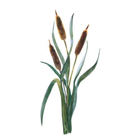 Watercolor reeds with leaves isolated on white background. Cattail plant, botany floral water reed cane field stem leaves seed. Hand painting isolaterd on white background.の写真素材
