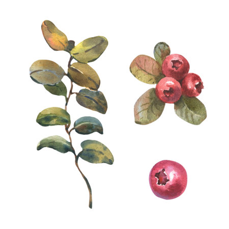 Watercolor illustration of Cranberry, isolated on white background. Red Lingonberry with green leaves. Botanical hand painted illustration of forest plantの写真素材