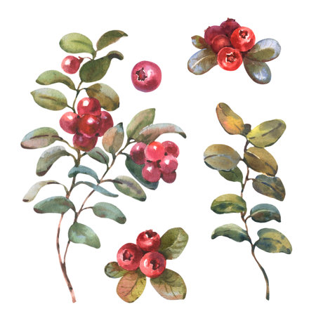 Watercolor illustration of Cranberry, isolated on white background. Red Lingonberry with green leaves. Botanical hand painted illustration of forest plant.の写真素材
