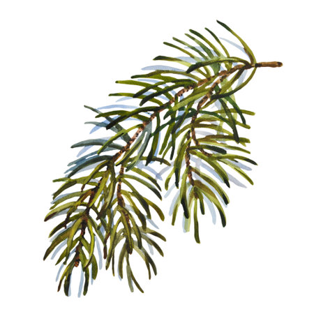 Watercolor Christmas set of fir branch. Hand painted holiday elements with winter plants isolated on white background. Floral illustration for design, print, fabric or backgroundの写真素材