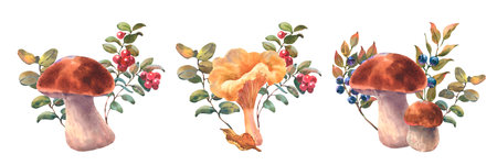 Set of watercolor compositions with mushrooms, Cranberry bushes, Blueberry and autumn leaf. Watercolor hand drawn illustration. Isolated composition on a white backgroundの写真素材