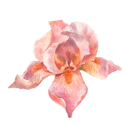 Botanical watercolor flowers illustration. Summer flowers. Vintage. Royal irises are peach fuzz. Elements isolated on a white background. For wedding invitations, birthday.の写真素材