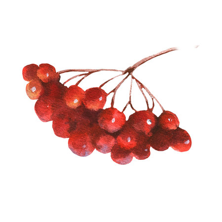 Watercolor illustration of a bunch of red viburnum berries. Hand painted watercolor clipart for greeting card, wrapping, herbal tea, wedding invitationの写真素材