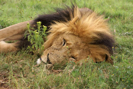 Young male lion sleeping            の写真素材