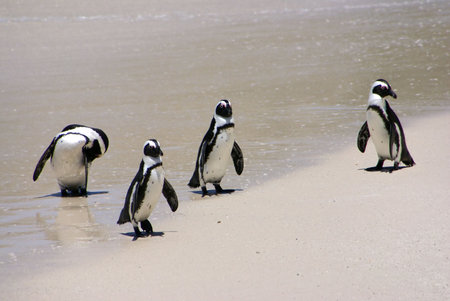 Four penguins on the beach after a swimの写真素材