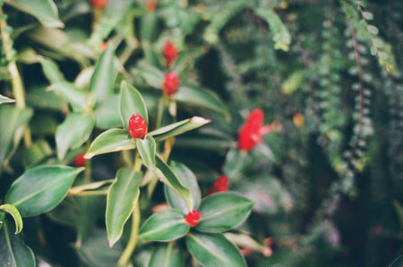 beauty wildflowerの写真素材