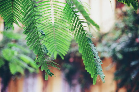 Green Tree Backgroundの写真素材